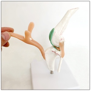 Hueso de perro, modelo de ligamento de perro, modelo de enseñanza veterinaria para mascotas - Product Image 5