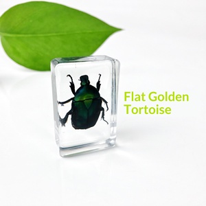 Spécimen d'insecte en ambre, aides pédagogiques scientifiques populaires, artisanat, éducation de la petite enfance, exploration, expérimentation 0-3 mois - Product Image 2