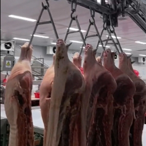 Solution complète pour abattoir porcin, adaptée aux budgets, avec installation de stockage frigorifique pour l'abattage et la découpe de viande porcine - Product Image 1
