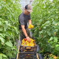 Serre agricole Serre commerciale Serre intelligente à travée unique pour la plantation de tomates