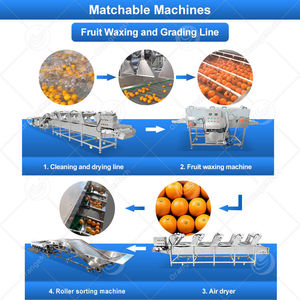 Machine de <span class=keywords><strong>tri</strong></span> et de lavage automatique ORME pour l'ail, les oranges, les fruits, les kiwis, les dattes et les myrtilles – Prix - Product Image 5