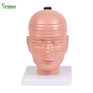 Modelo de <span class=keywords><strong>Cabeza</strong></span> <span class=keywords><strong>y</strong></span> <span class=keywords><strong>Cuello</strong></span> de 12 Componentes con Modelo Neurovascular Desmontable Adjunto al Cerebro, Modelo de Anatomía Humana - Product Image 1