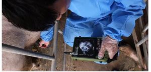 Mesin Ultrasound dokter hewan portabel terbaik Tiongkok dengan Doppler warna untuk Diagnosis - Product Image 6