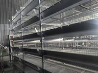 Cage à poulets de chair automatique ventilée, flux d'air uniforme, accélère la croissance des poulets de chair, élevage industriel, cage à poulets de type H