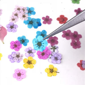 100 pièces séchées pressées petites jonquilles tête de fleur pour ongles résine moule Art Photo cadre mur artisanat enfants artisanat mariée maquillage - Product Image 3