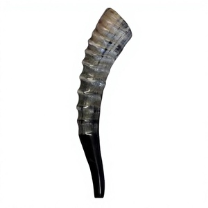 Shofar en corne de bélier naturelle brute, non finie, authentique, AZ ENTERPRISES AZE-RH02, pour la fabrication et l'artisanat de shofars sur mesure - Product Image 1