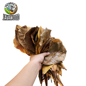 Feuille naturelle de haute qualité, le meilleur produit naturel de tous les temps, pour des poissons sains, feuilles de catappa en provenance d'injecteur - Product Image 6
