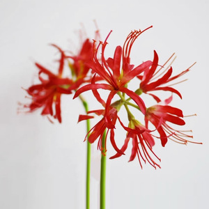 Lirio Araña Artificial de Tallo Único de 30cm-190cm, Estilo Chino Tradicional, Decoración para Bodas y Hogar - Product Image 3