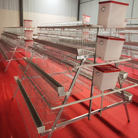Poulailler à batterie pour élevage avicole, poules pondeuses, 500 à 1000 oiseaux, cage à poules pondeuses pour l'élevage, vente au Zimbabwe