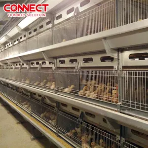 Élevage industriel complet coq poules volaille projet élevage de volailles batterie Cages ensemble système de cage à poulets de chair pour ferme avicole