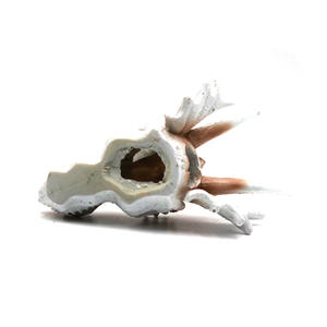 Reptilien harz Drache auf Schädel verstecken Höhle Lebensraum für Reptilien <span class=keywords><strong>Terrarium</strong></span> Dekoration - Product Image 4