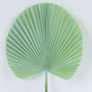 Commercio All'ingrosso di <span class=keywords><strong>Vendita</strong></span> calda di Seta Decorativo Pianta di Simulazione Hom Dicembre Artificiale Foglie di <span class=keywords><strong>Piante</strong></span> per le Decorazioni - Product Image 2