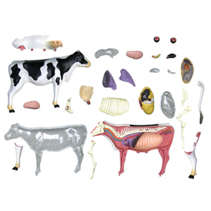 Modèle de dissection de vache transparente 4D Master avec 29 organes détachables pour équipement éducatif-<span class=keywords><strong>Apprentissage</strong></span> et <span class=keywords><strong>recherche</strong></span> - Product Image 5