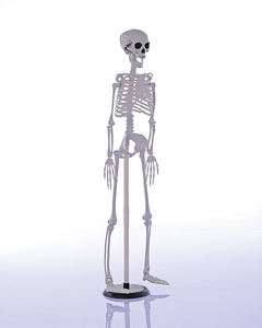 Esqueleto de Halloween de Plástico de 90 cm con Articulaciones Móviles, <span class=keywords><strong>Huesos</strong></span> Humanos, <span class=keywords><strong>Cuerpo</strong></span> Completo, para Decoración de Fiestas de Halloween - Product Image 6