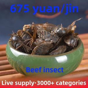 Bullfly Insectos secos a granel Mosca Mosquito Saltamontes Venta al por mayor y Dropshipping Estilo Ad-Dried - Product Image 6