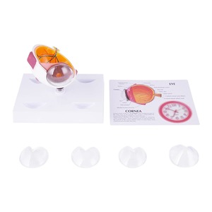 Oftalmología Clínica Pantalla Córnea Condiciones Ojo humano TB-03 Demostración <span class=keywords><strong>Glaucoma</strong></span> Herramienta - Product Image 2