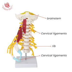Model tulang belakang serviks manusia FRT040 dengan otot, syaraf, corong, pengajaran obat tulang belakang, dan Model tulang yang dapat dilepas - Product Image 3