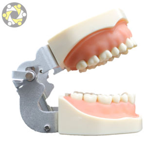 Medisch Onderwijs Tandheelkundig Model 32 Tand Siliconen Anatomisch Model Voor Training Oraal Model Met Afneembare Demonstratie - Product Image 6