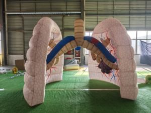 Modelo de Pulmón Humano Inflable Personalizado para Demostraciones en el Aula y Herramienta de Educación Médica - Product Image 1
