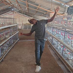 Cages à poulets de chair galvanisées professionnelles multi-niveaux de type H avec bande à fumier - Product Image 2