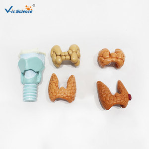 Quatre composants de la pathologie de la thyroïde ; anatomie médicale du système endocrinien humain ; modèle de pathologie de la thyroïde. - Product Image 1