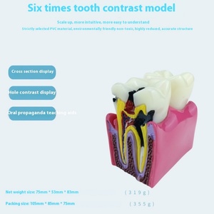 Equipo de Enseñanza Dental Manual FURIEN SMILE, Modelo de Contraste de 6 Pliegues para Detección de Caries, Clase II, Certificado CCC, Uso Comercial y Doméstico - Product Image 3