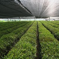 100% nouveau tissu pare-soleil vert HDPE et filet pare-soleil imperméable pour jardin et serre