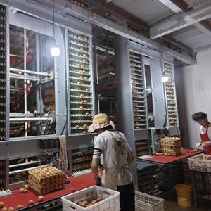 Jaulas para Gallinas Ponedoras Galvanizadas Tipo H Totalmente Automáticas con Recolección Automática de Huevos, una Opción Inteligente para la Cría de Aves - Product Image 2