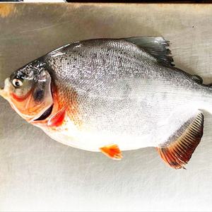 <span class=keywords><strong>Poisson</strong></span> <span class=keywords><strong>Pacu</strong></span> rouge congelé chinois de haute qualité Pomfret rouge congelé rond entier <span class=keywords><strong>poisson</strong></span> Pomfret rouge congelé - Product Image 2