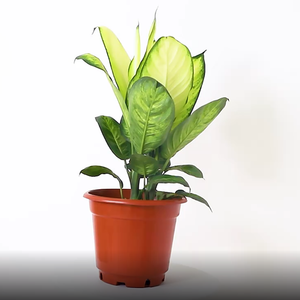 Clear Modern Biodegradable Round Pots Nursery Flower Pots For Garden