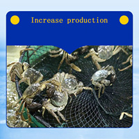 Probiotiques d'aquaculture de qualité supérieure, 20 milliards de CFU/g de Bacillus Licheniformis, pour la purification de la qualité de l'eau