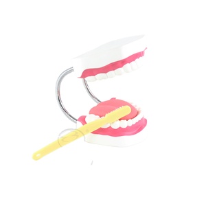 Modello di dente cura dentale modello 28 denti con spazzolino dimostrazione di pulizia orale e assistenza sanitaria assistenza orale medica - Product Image 1