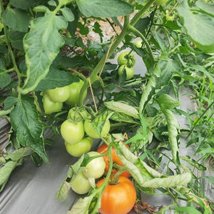 <span class=keywords><strong>Film</strong></span> <span class=keywords><strong>de</strong></span> paillis en plastique <span class=keywords><strong>de</strong></span> tomate 100mic paillis en plastique noir <span class=keywords><strong>pour</strong></span> paillis <span class=keywords><strong>de</strong></span> légumes agricoles - Product Image 2