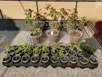 Plante de légumes à fleurs de différentes formes, pots de jardinières en plastique, plateaux de semis, jardinière de plateau de pépinière de jardin