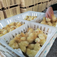 Cage de transport en plastique pour poussins, boîte à compartiments carrés pour poussins et canetons