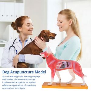KyrenMed köpek akupunktur Model beyin 72 puan köpek akupunktur noktası modeli veteriner akupunktur hayvan anatomik modelleri - Product Image 3