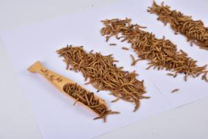 Insetti Essiccati ad Alto Contenuto Proteico <span class=keywords><strong>per</strong></span> Alimentazione di <span class=keywords><strong>Pappagalli</strong></span> e Uccelli - Product Image 5