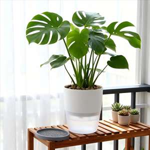 <span class=keywords><strong>Maceta</strong></span> Moderna Transparente con <span class=keywords><strong>Autorriego</strong></span> para Orquídeas y Violetas, Uso en Interiores, <span class=keywords><strong>Maceta</strong></span> Hidropónica de Plástico - Product Image 6