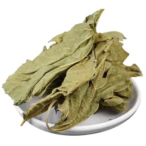 排毒减肥绿色桑叶茶品质放心桑叶茶