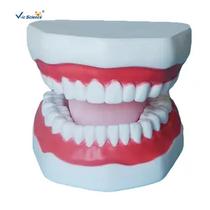 Пластиковая Стоматологическая модель зуба анатомическая модель с 32 человеческими зубами медицинская научная образовательная модель