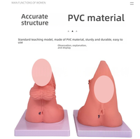 Modèle simplifié d'anatomie du périnée féminin pour la formation médicale PVC pour la pratique du cathétérisme féminin Science de la reproduction humaine