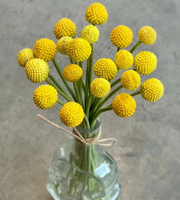 Bunga Billy Balls Potong Segar Grosir, Craspedia Kuning Alami Asli untuk Rangkaian Bunga