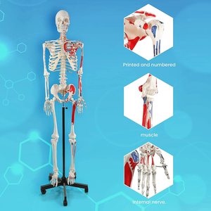 Mô hình bộ xương người dùng làm dụng cụ dạy học, bán buôn từ nhà máy, chất liệu PVC, dụng cụ dạy học khoa học y tế, mô hình giải phẫu, mô hình bộ xương - Product Image 5
