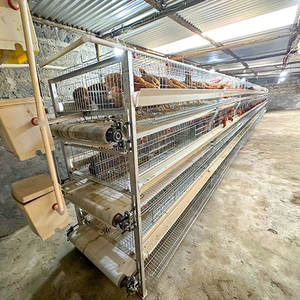 <span class=keywords><strong>Jaula</strong></span> para Gallinas Ponedoras con Cinta <span class=keywords><strong>Transportadora</strong></span>, Tipo H, Semiautomática, con Eliminación Manual de Estiércol, para Granjas Avícolas - Product Image 1