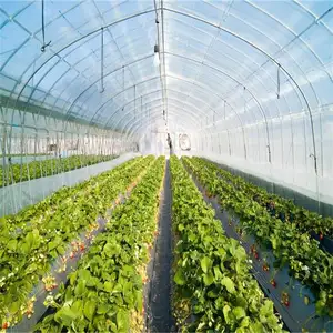 Однопролетная туннельная теплица, небольшая теплица с системами гидропонного выращивания салата на продажу