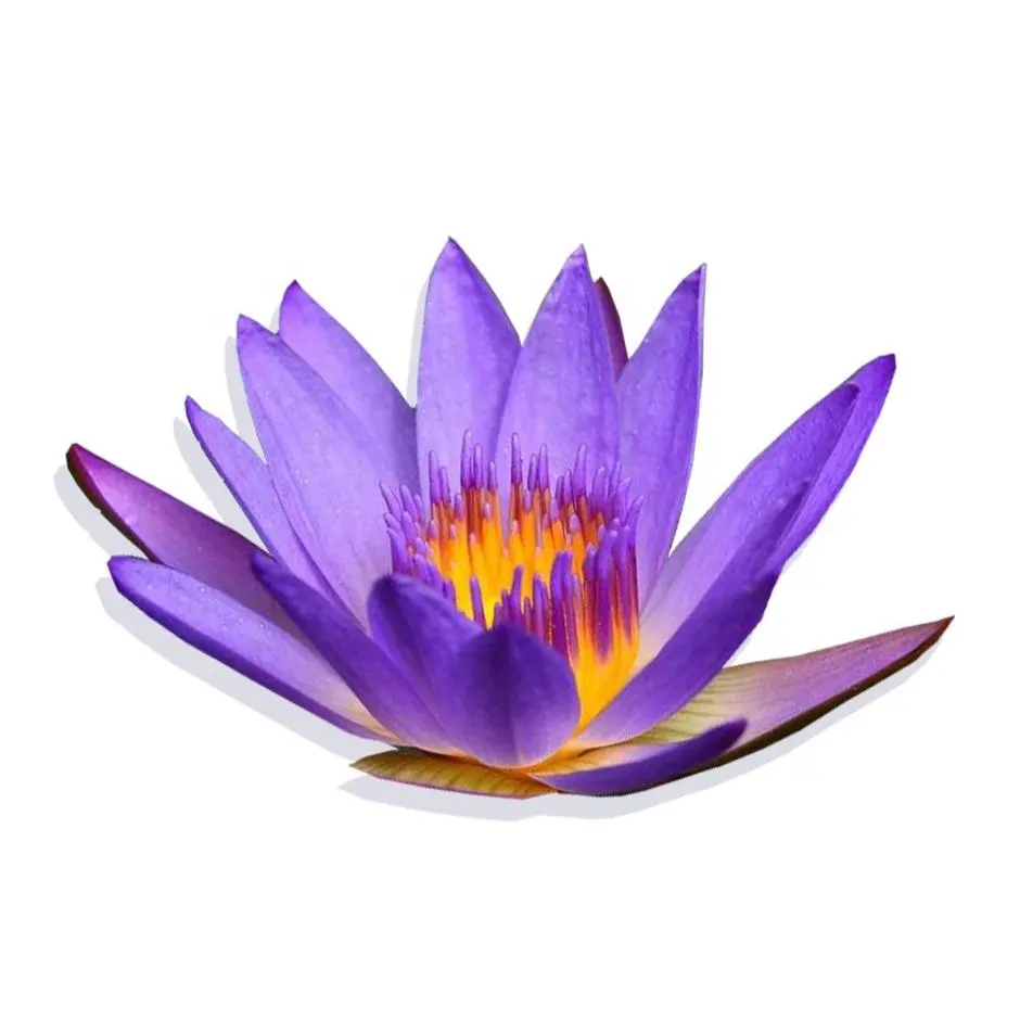 Blue lotus flower tea / dried blue lotus flower for tea
