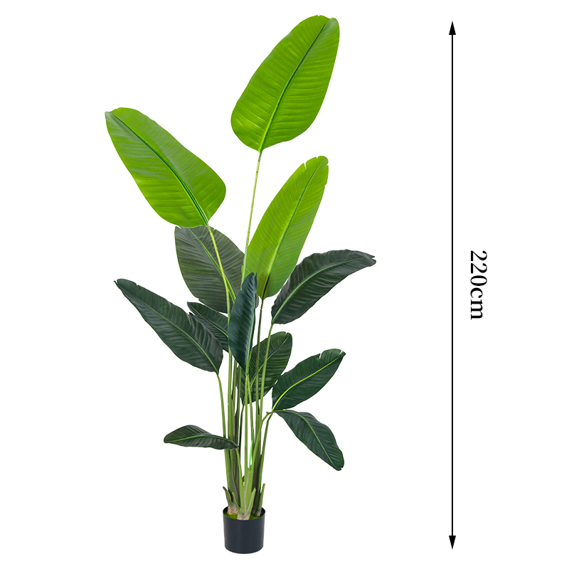 220cm/7.3ft traveler palm