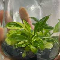Tanaman Philodendron Gloriosum Variegata Kultur Jaringan Langka, Ukuran 3-5 Cm, Campuran Aroid, Siap Kirim