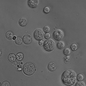 ตัวทำละลายน้ำมันสาหร่าย <span class=keywords><strong>Schizochytrium</strong></span> เกรดอาหารมาตรฐาน GMP บรรจุในภาชนะพลาสติก - Product Image 3