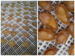 Essiccatore a Pompa di Calore per Pesce con Risparmio Energetico del 60% - Product Image 5